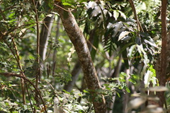 Jacaranda mimosifolia