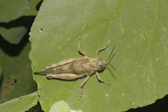 Heliastus benjamini