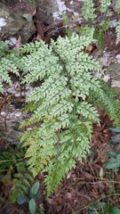 Asplenium pseudolaserpitiifolium