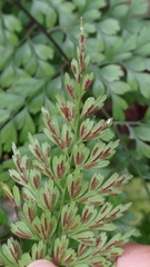 Asplenium pseudolaserpitiifolium
