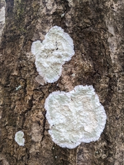 Cryptothecia striata