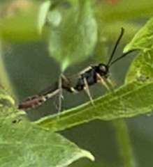 Dusona