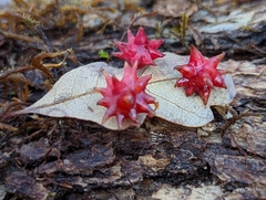 Cynips quercusechinus