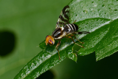 Rhagoletis striatella