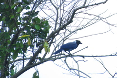 Cyanocorax violaceus