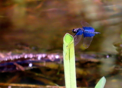 Rhyothemis triangularis
