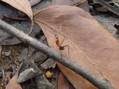 Leptomyrmex nigriventris