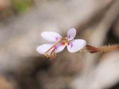 Stylidium assimile