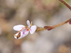 Stylidium assimile