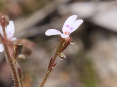 Stylidium assimile