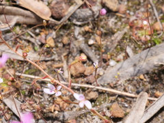 Stylidium assimile