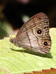Hermeuptychia harmonia