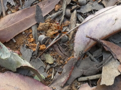 Leptomyrmex nigriventris