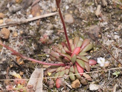 Stylidium assimile
