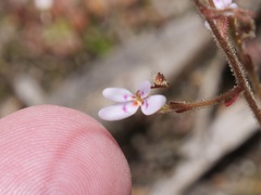 Stylidium assimile