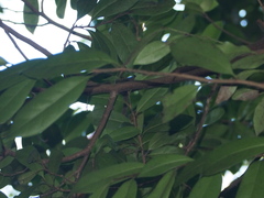 Castanopsis concinna