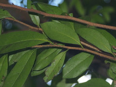 Castanopsis concinna