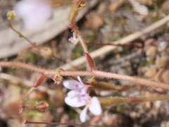 Stylidium assimile