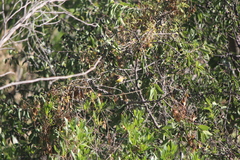 Basileuterus rufifrons