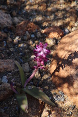 Lachenalia carnosa
