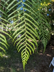 Cyathea cooperi