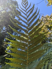 Cyathea cooperi