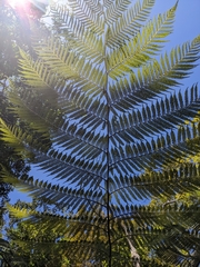 Cyathea cooperi