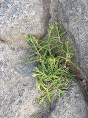 Caryophyllales