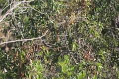 Basileuterus rufifrons