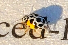 Psyllobora nana