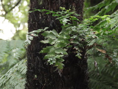 Asplenium polyodon image
