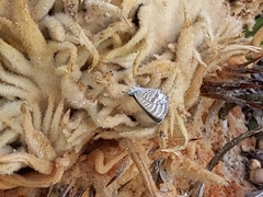 Theclinesthes onycha