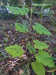 Rubus alceifolius