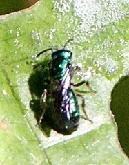 Augochlora