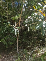Ficus pleurocarpa