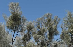 Acacia aneura major