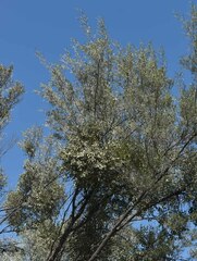 Acacia aneura major