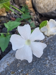Thunbergia laevis