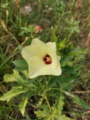 Abelmoschus esculentus