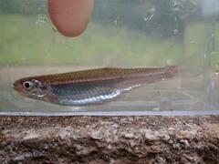 Notropis percobromus