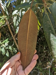 Ficus pleurocarpa