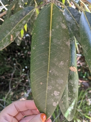 Ficus pleurocarpa