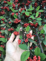 Cotoneaster frigidus