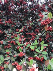 Cotoneaster frigidus
