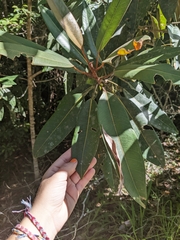 Ficus pleurocarpa