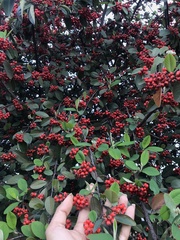 Cotoneaster frigidus