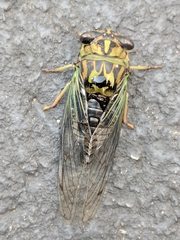 Neotibicen pruinosus