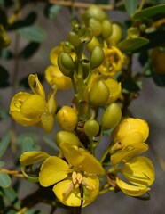 Senna pleurocarpa