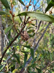 Hakea dactyloides