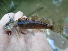 Cottus immaculatus